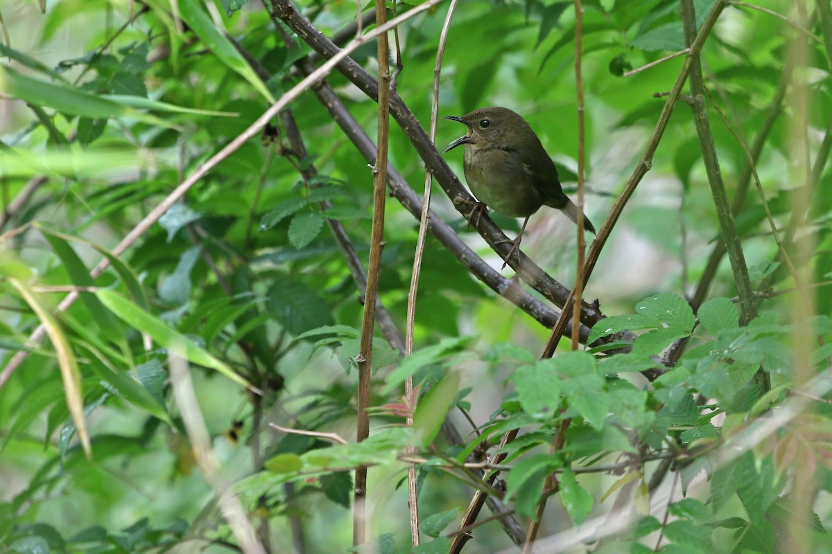 Sichuan Bush Warbler - James Eaton