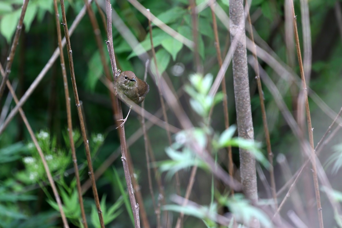 Sichuan Bush Warbler - ML622759924