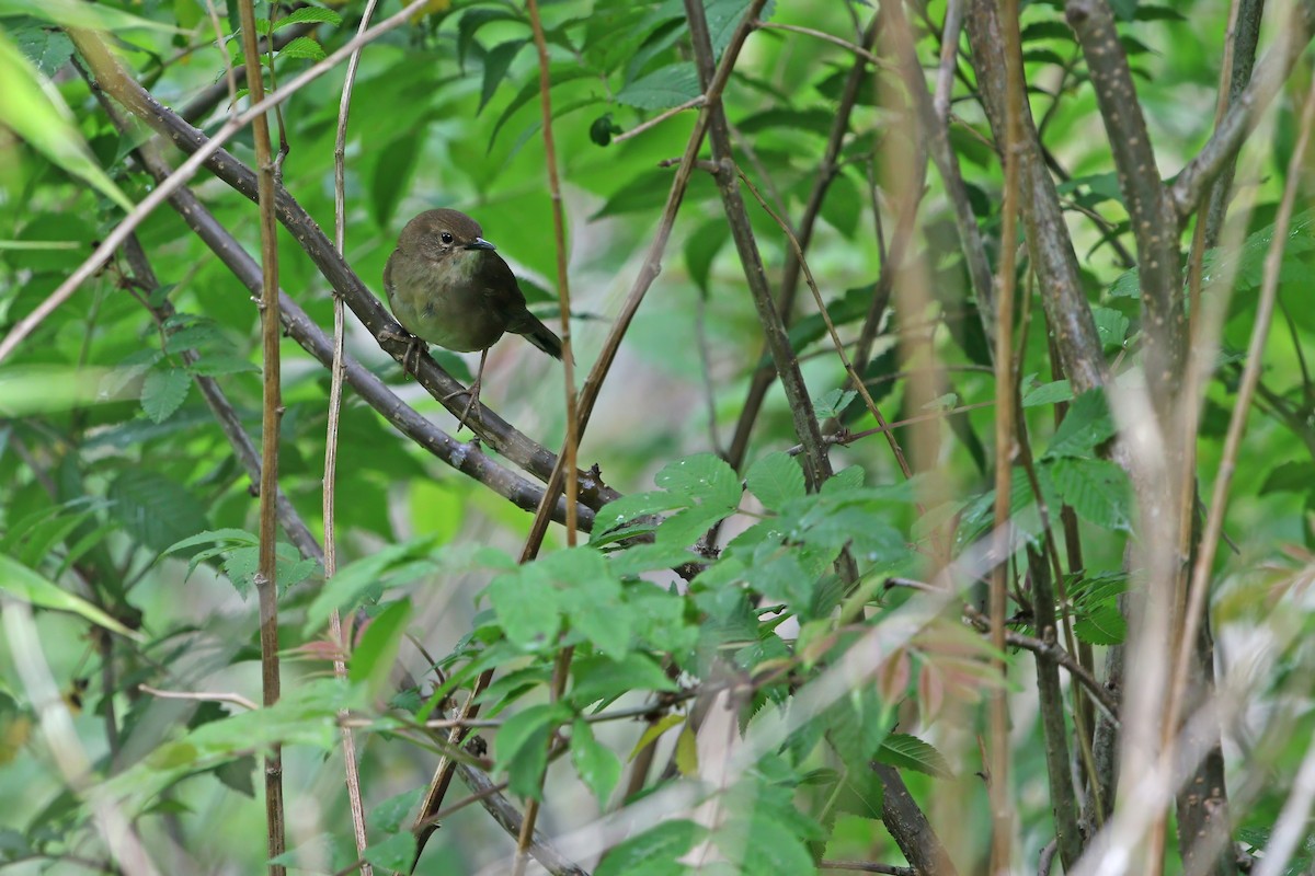 Sichuan Bush Warbler - ML622759925