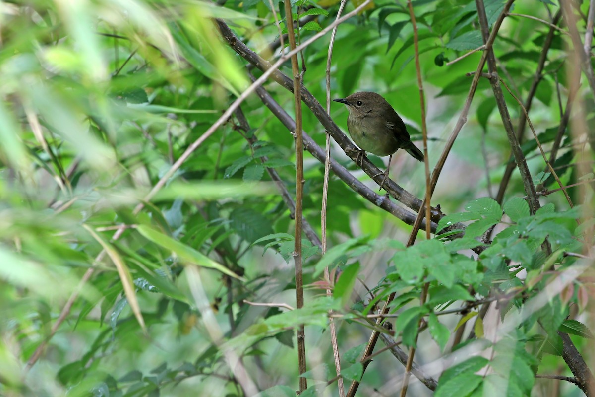 Sichuan Bush Warbler - ML622759926