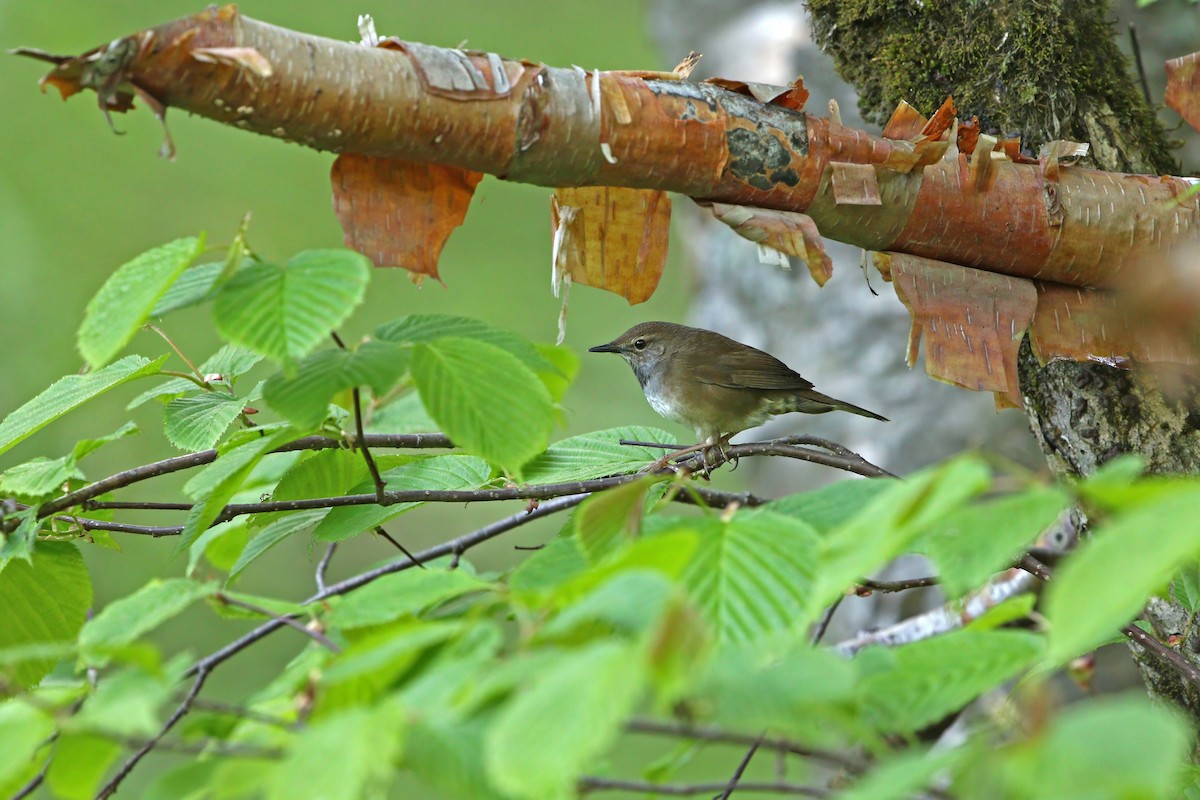 Baikal Bush Warbler - ML622759927