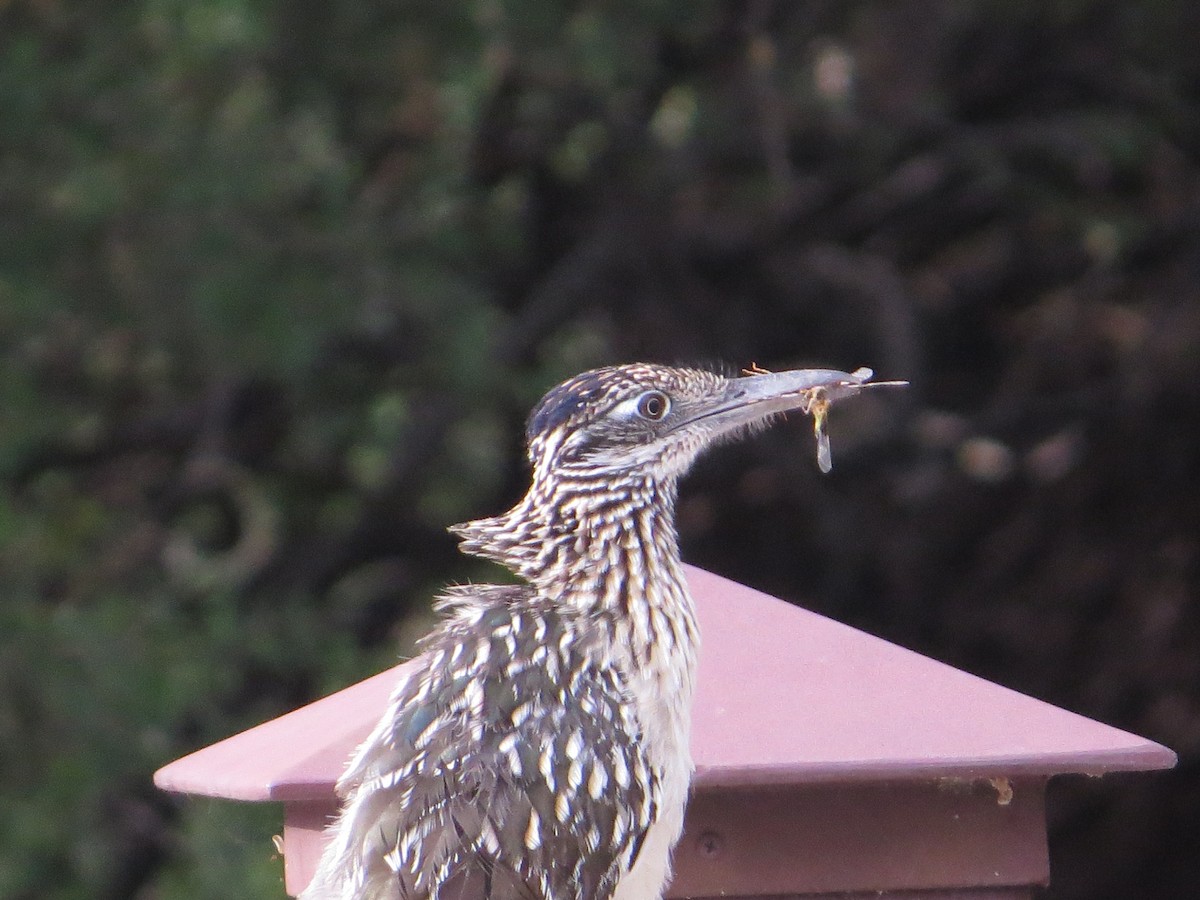 Greater Roadrunner - Joyce Brady