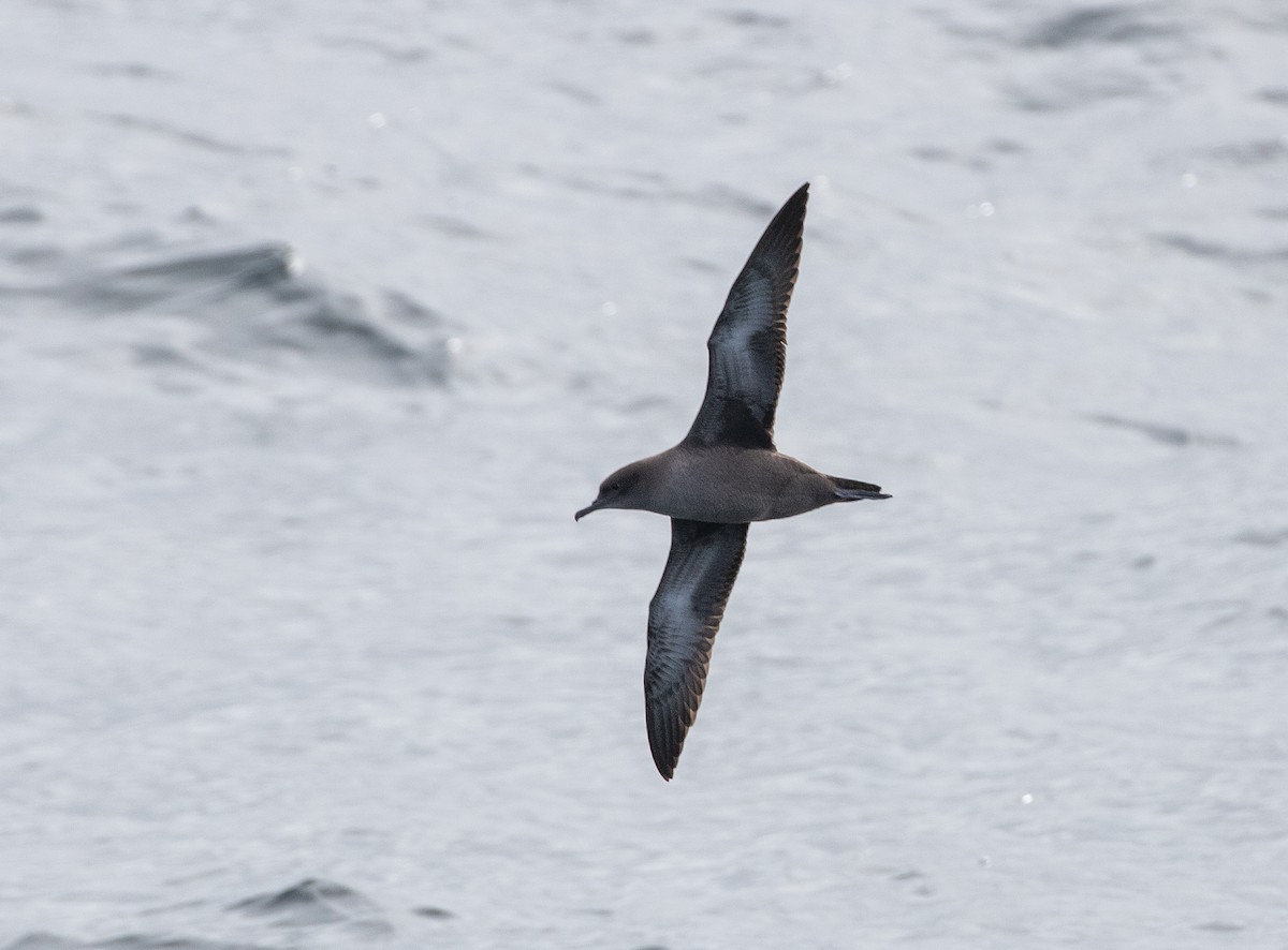 Sooty Shearwater - Daniel Gornall