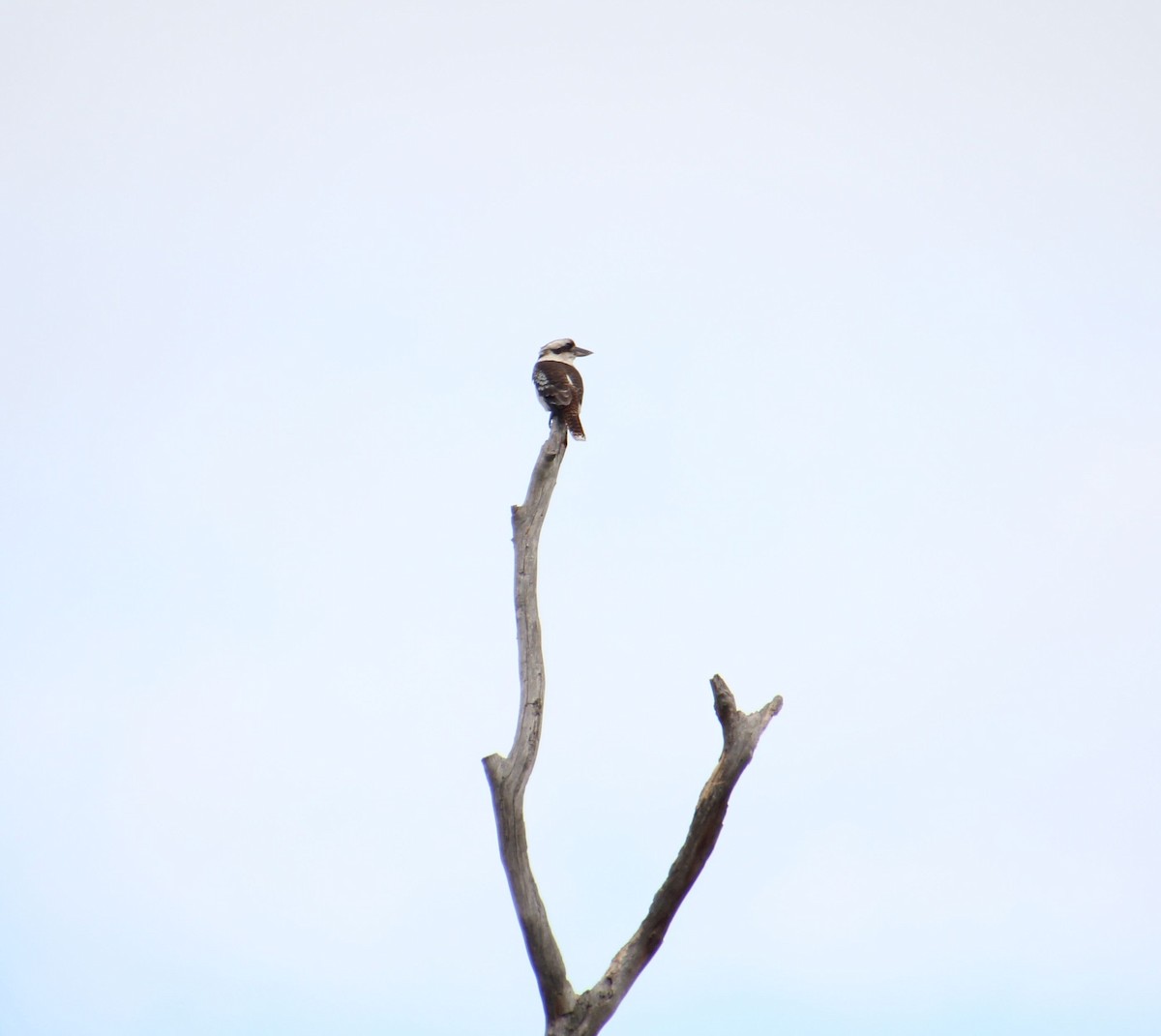 Laughing Kookaburra - ML622759989