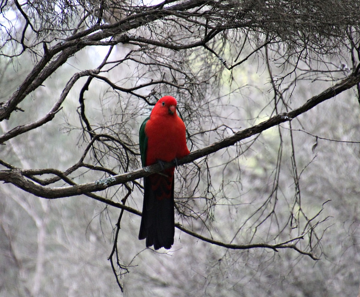 Australian King-Parrot - ML622759990