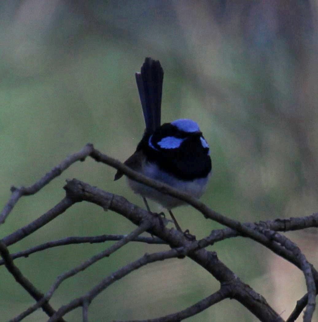 Superb Fairywren - ML622759992