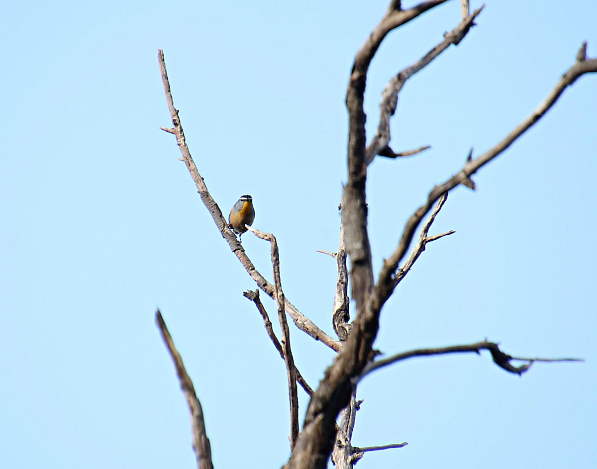 Spotted Pardalote - ML622759993