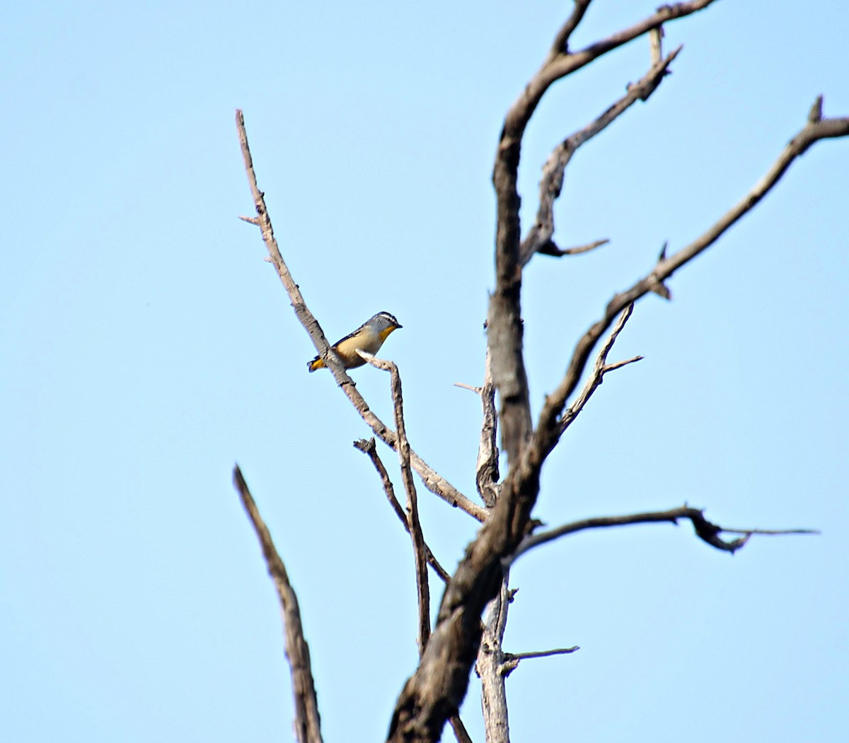 Spotted Pardalote - ML622759994