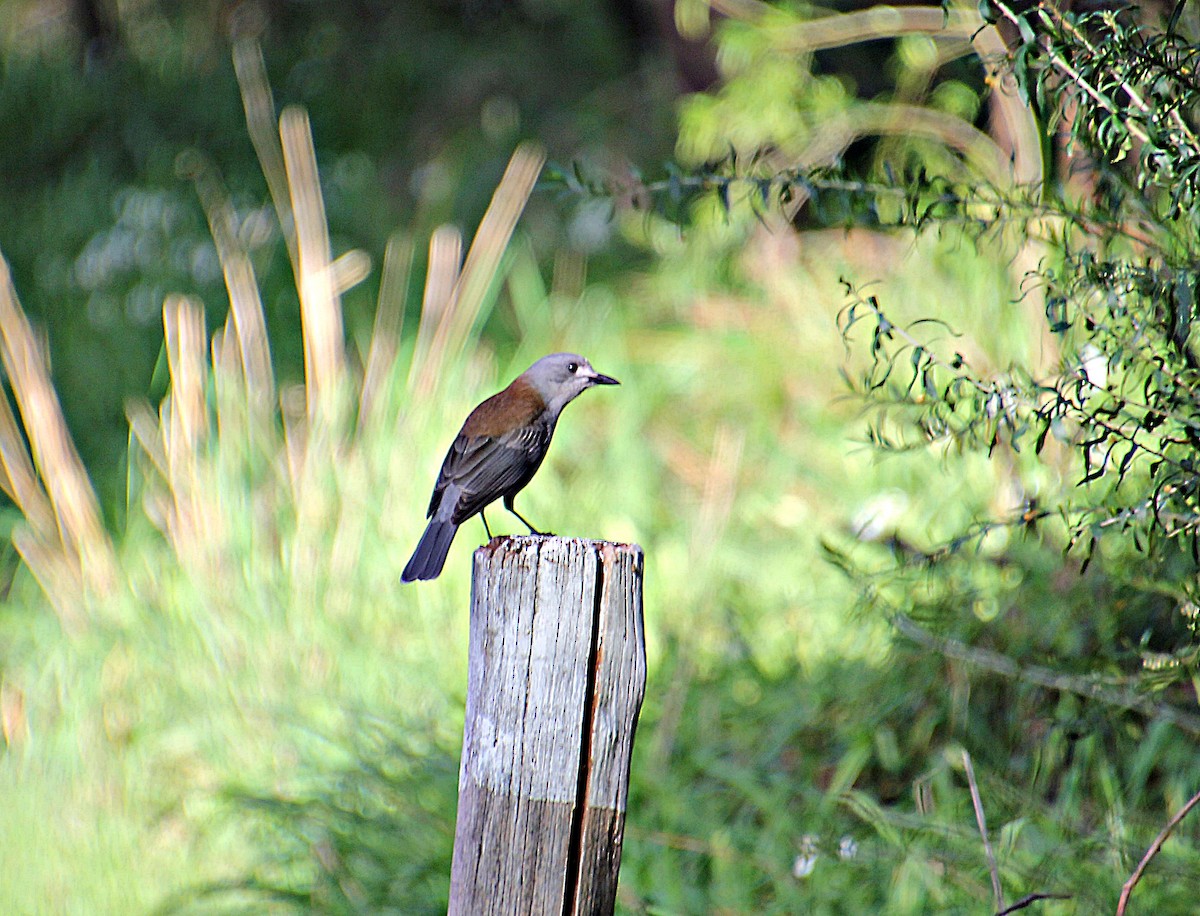 Gray Shrikethrush - Wendy McWilliams