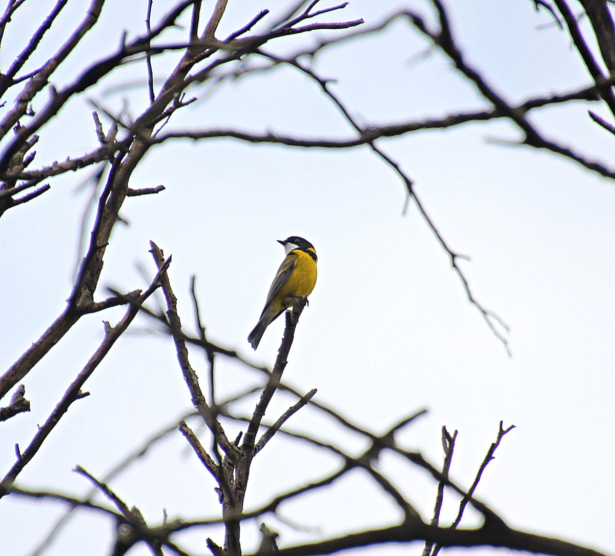 Golden Whistler - ML622759999