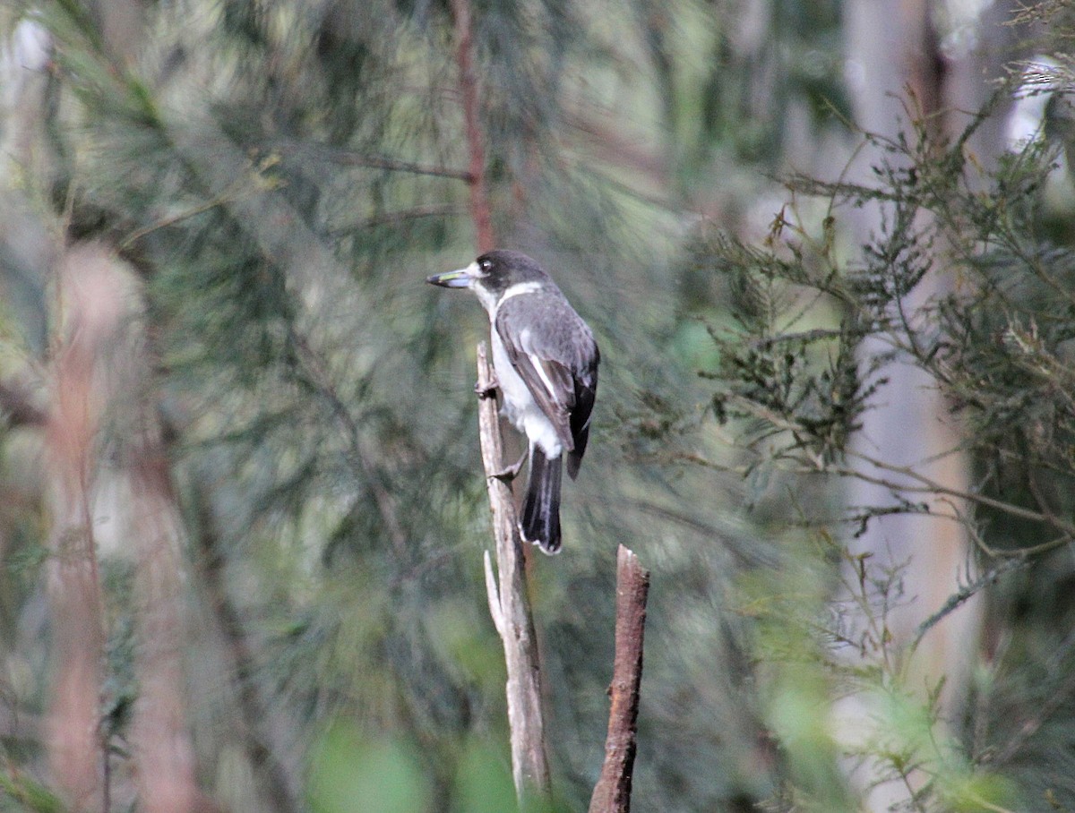 Gray Butcherbird - ML622760000