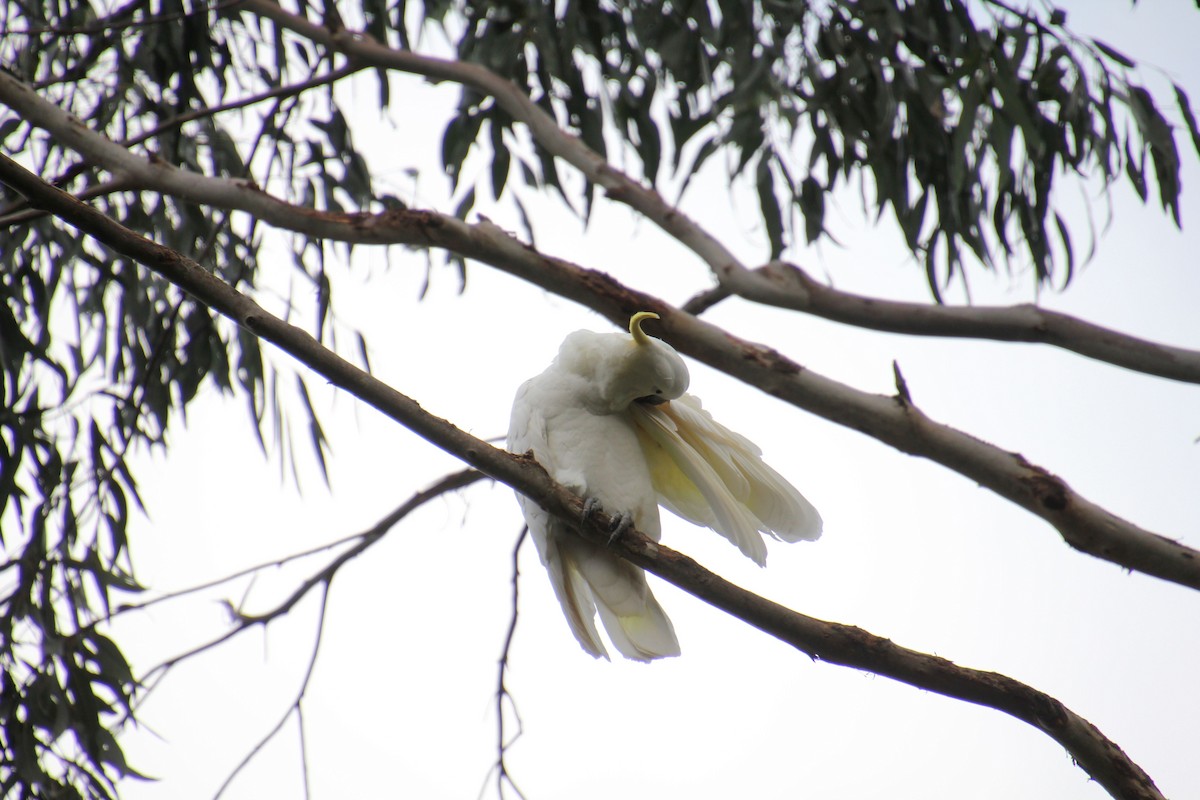 Sulphur-crested Cockatoo - ML622760001