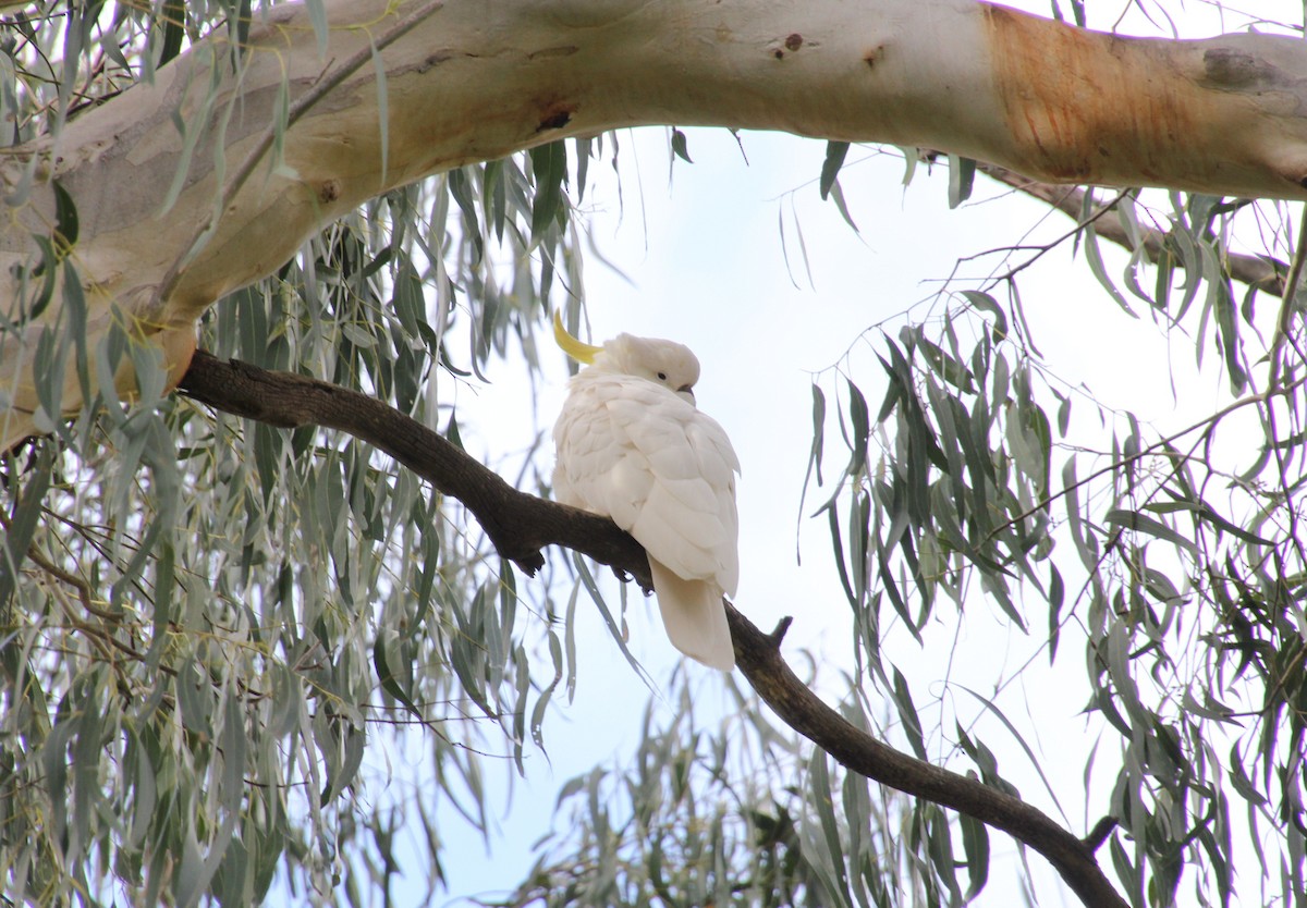 Sulphur-crested Cockatoo - ML622760002