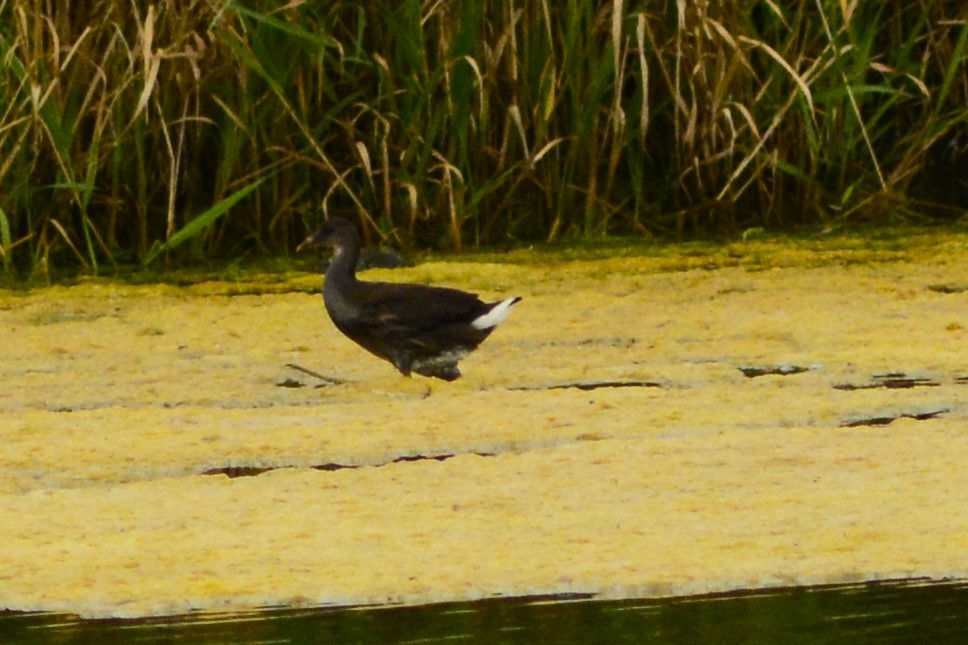 Common Gallinule - ML622760026