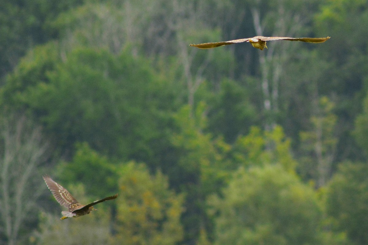 Black-crowned Night Heron - ML622760041