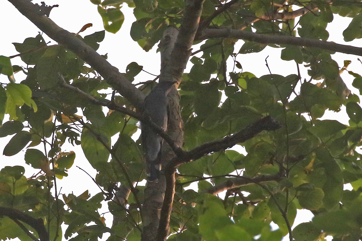 Black-winged Cuckooshrike - ML622760064