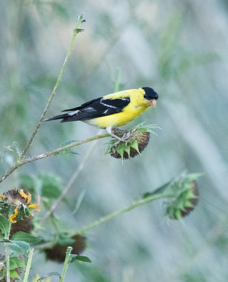 Chardonneret jaune - ML622760076