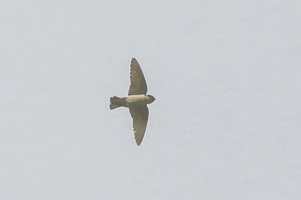 Nepal House-Martin - ML622760208