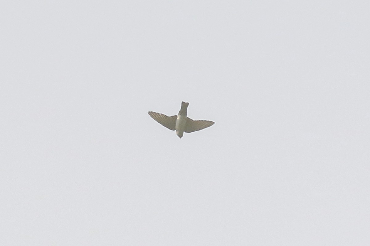 Nepal House-Martin - ML622760209