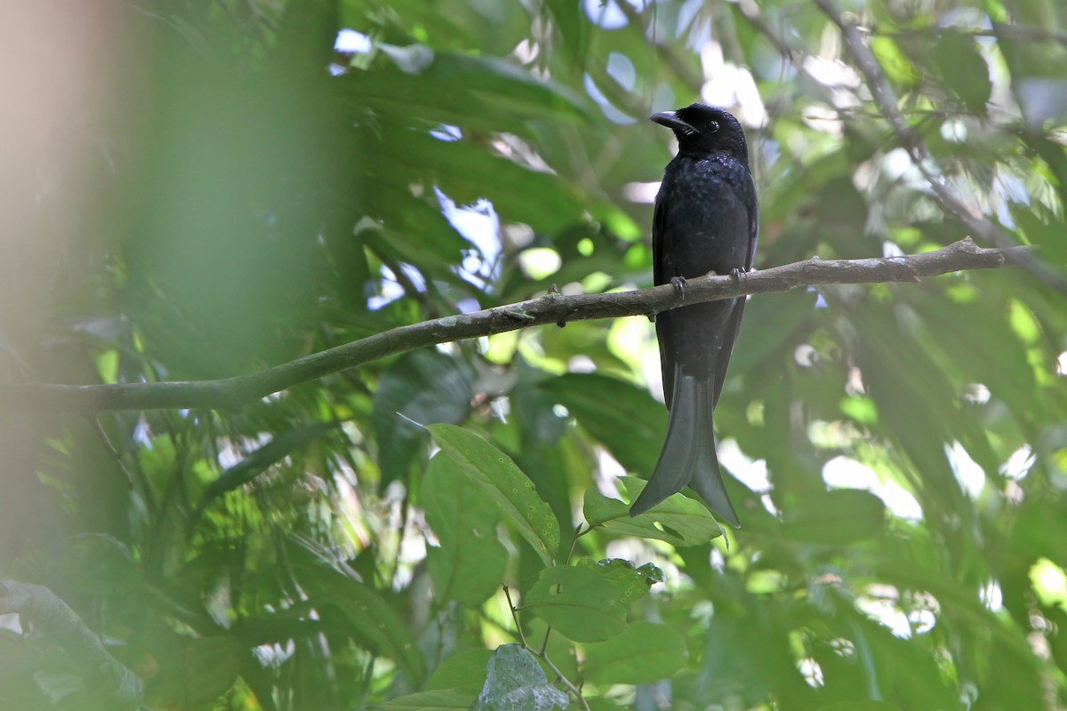 Karga Gagalı Drongo - ML622760215