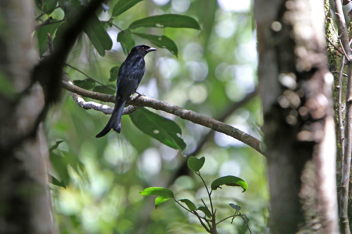 Karga Gagalı Drongo - ML622760216