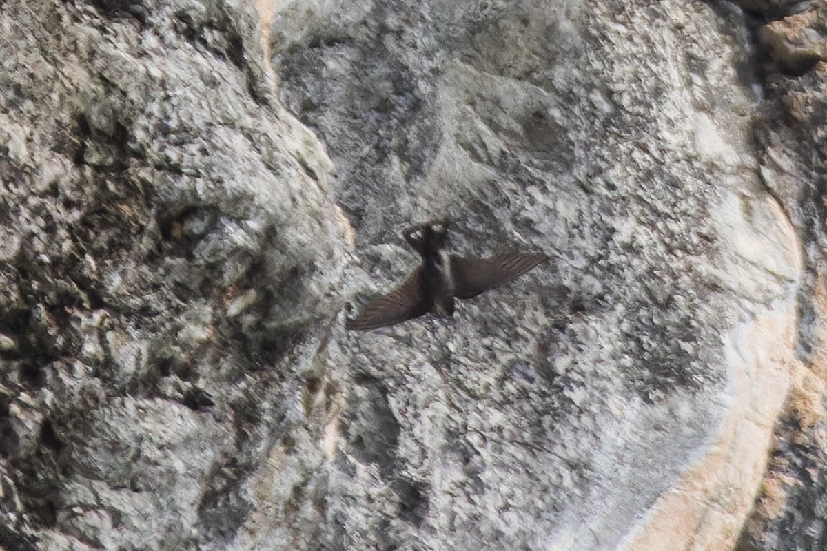 Dusky Crag-Martin - ML622760227