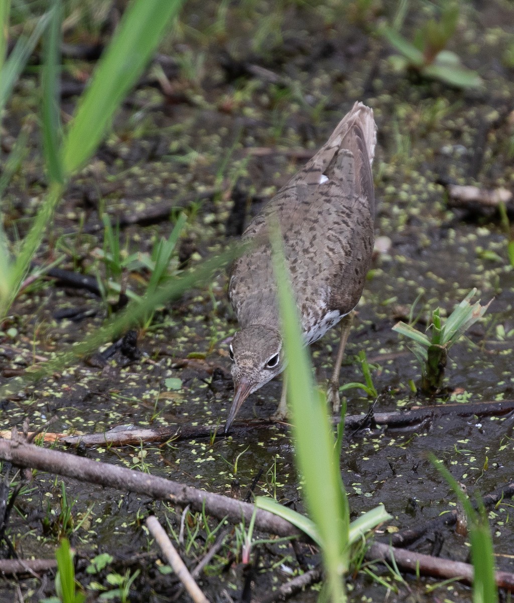 Spotted Sandpiper - ML622760242