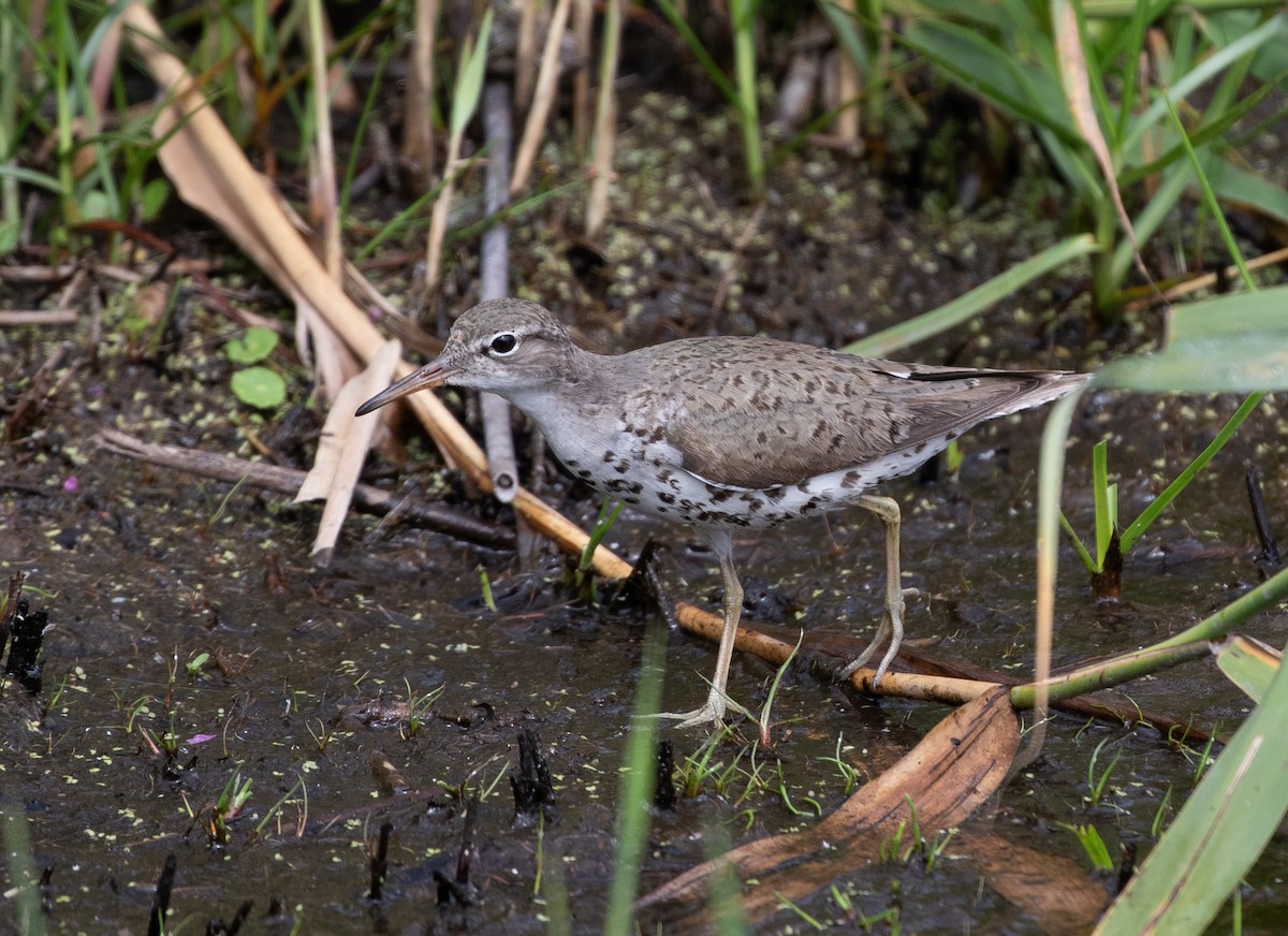 Spotted Sandpiper - ML622760243