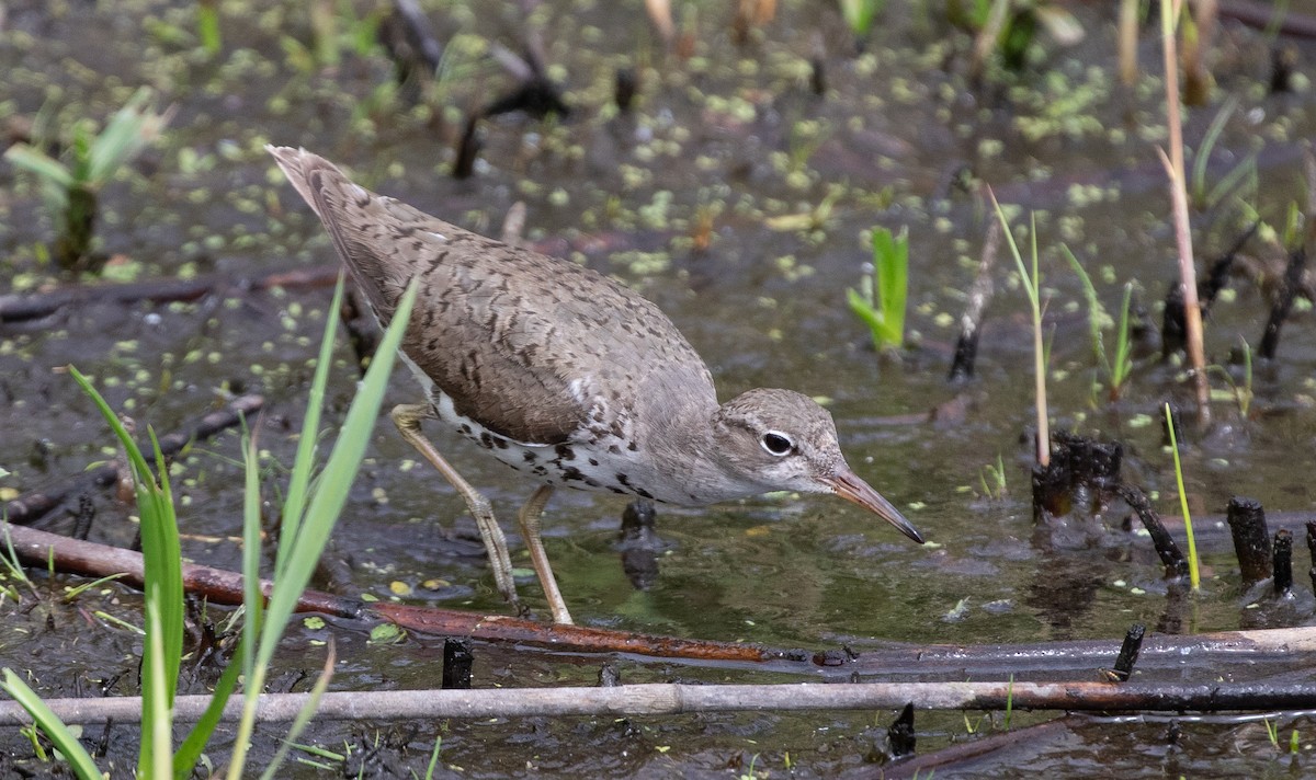 Spotted Sandpiper - ML622760244