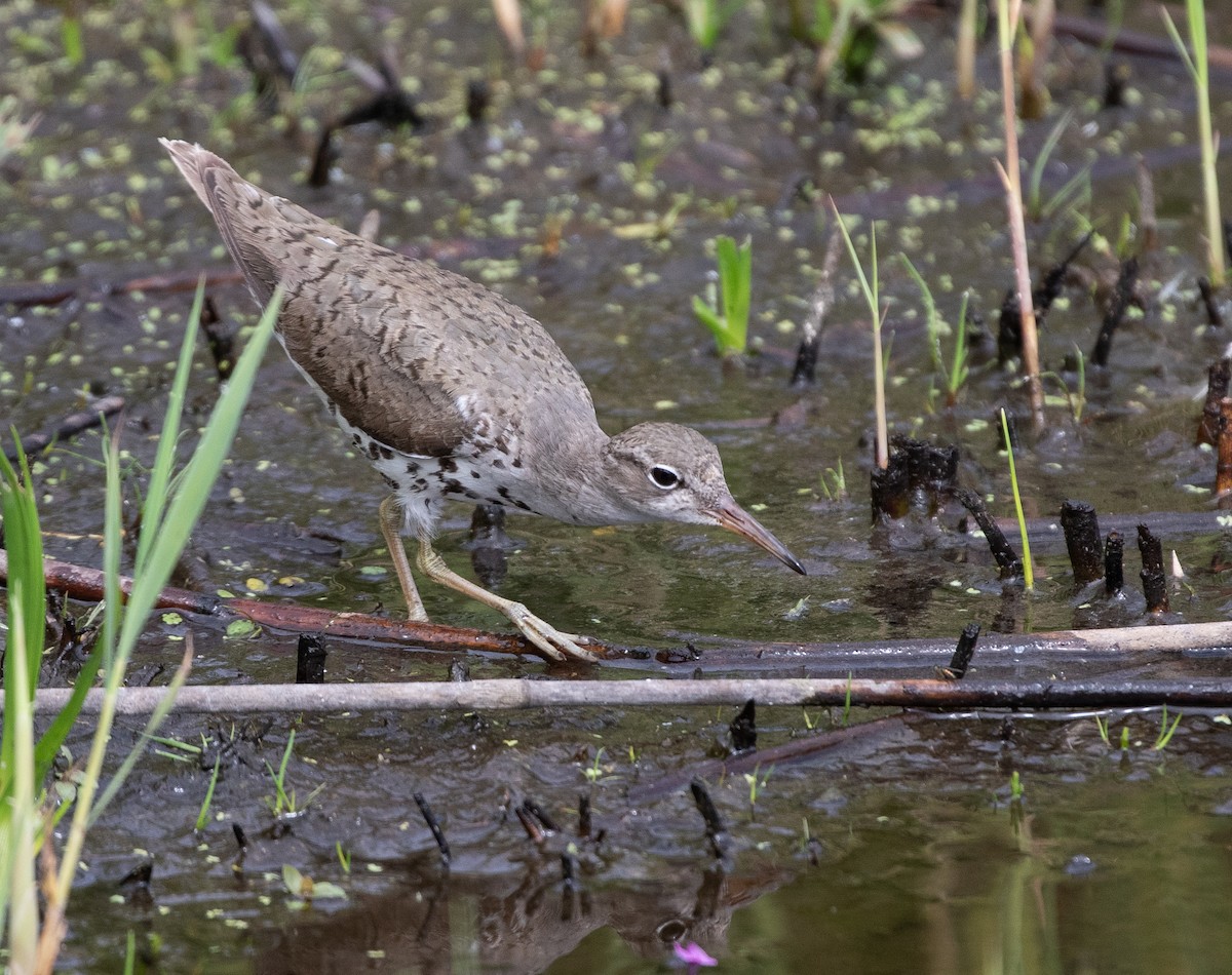 Spotted Sandpiper - ML622760245