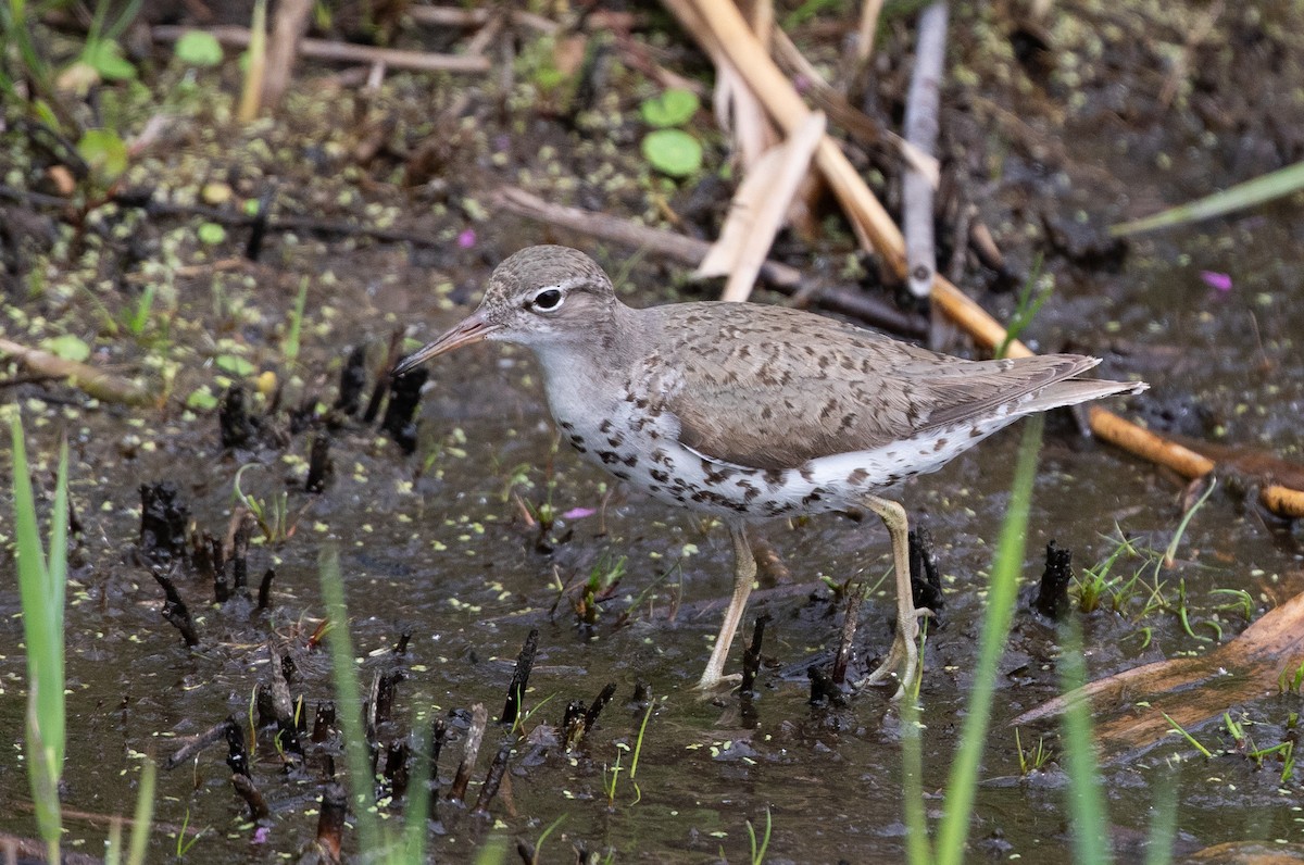 Spotted Sandpiper - Daniel Gornall