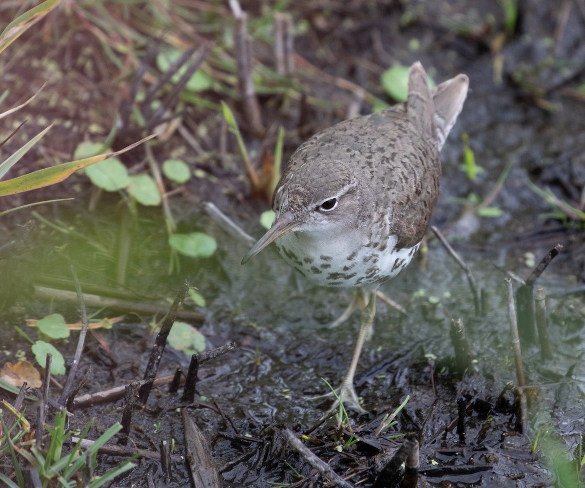 Spotted Sandpiper - Daniel Gornall