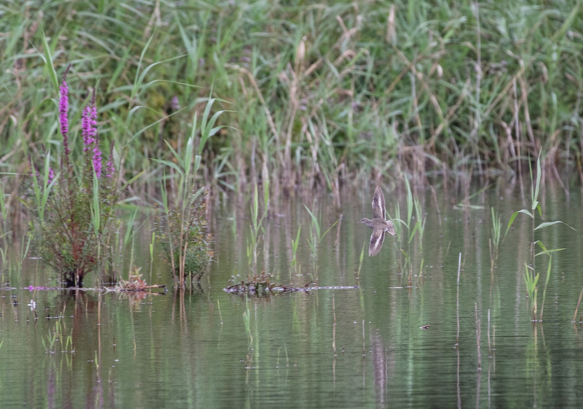 Spotted Sandpiper - ML622760248