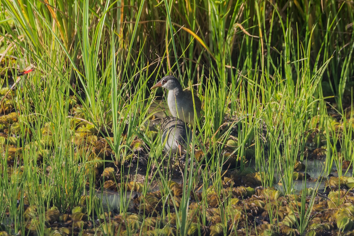 White-browed Crake - ML622760250