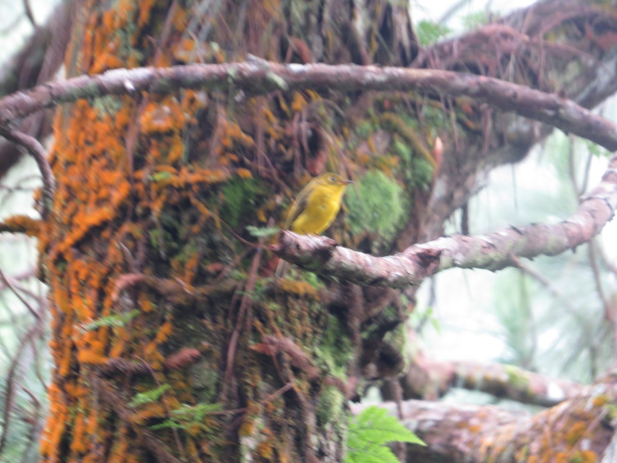 Gobemoustique canari - ML622760285