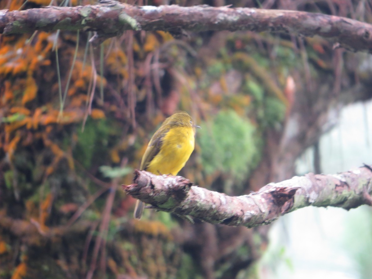 Gobemoustique canari - ML622760287