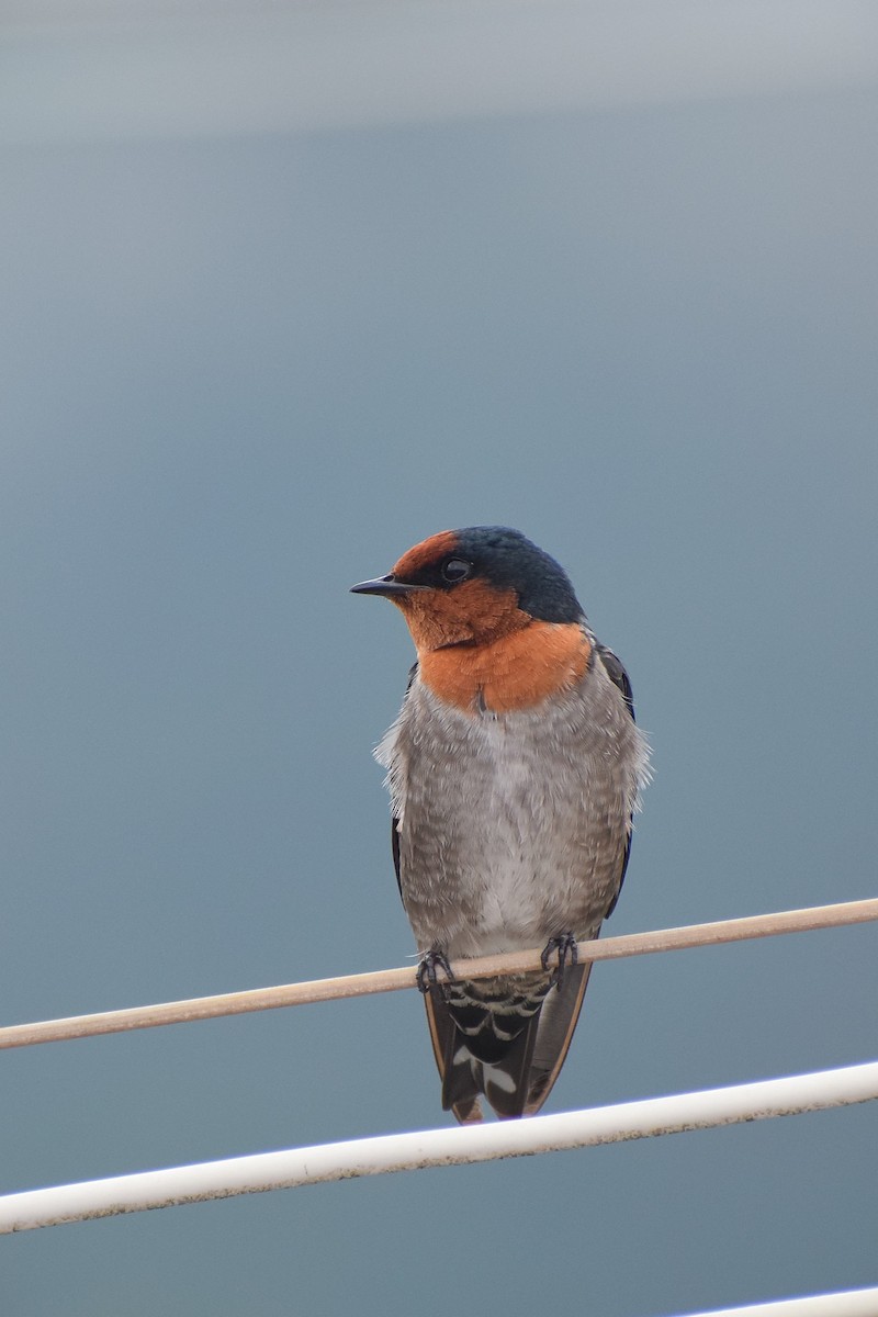 Hill Swallow - ML622760299