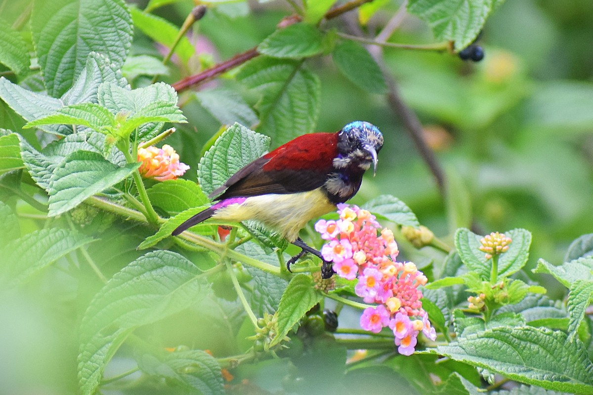 Crimson-backed Sunbird - ML622760314