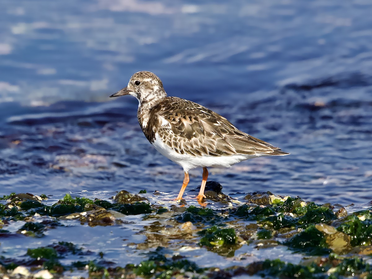 Ruddy Turnstone - Allan Johns