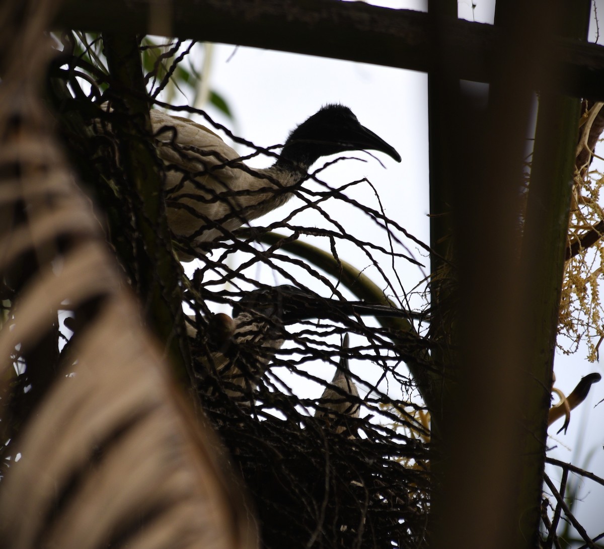 Ibis Moluqueño - ML622760370