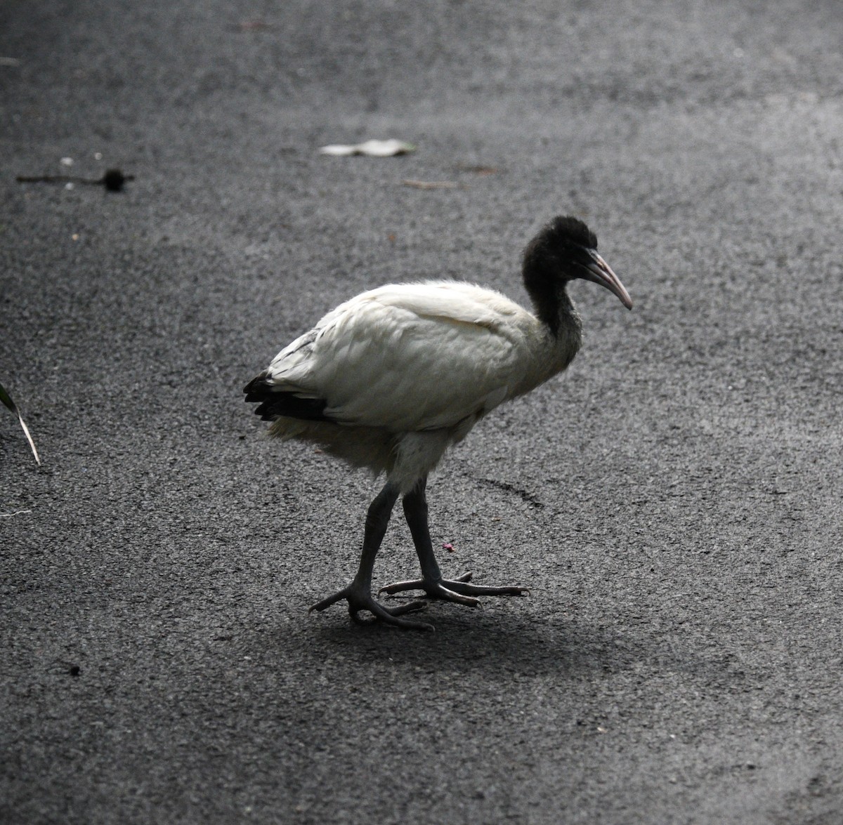 Australian Ibis - Natalie Betts