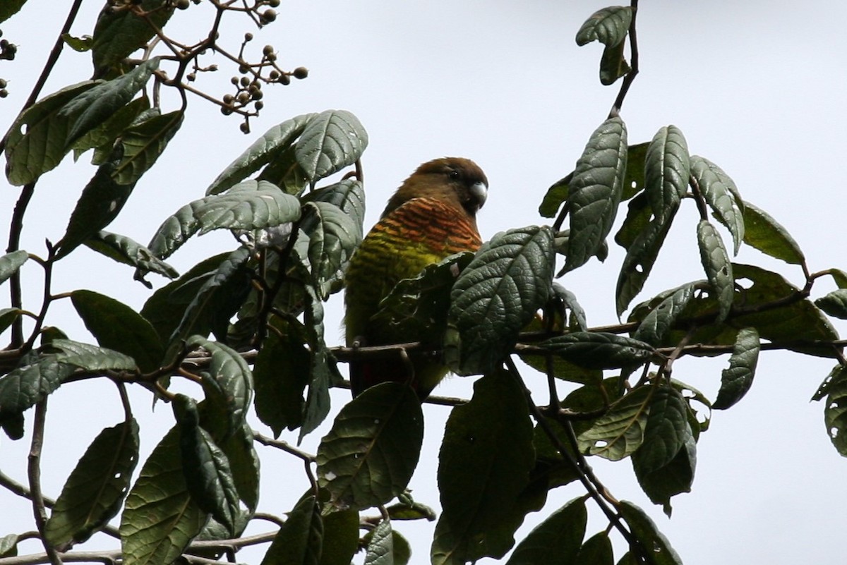 Modest Tiger-Parrot - ML622760379