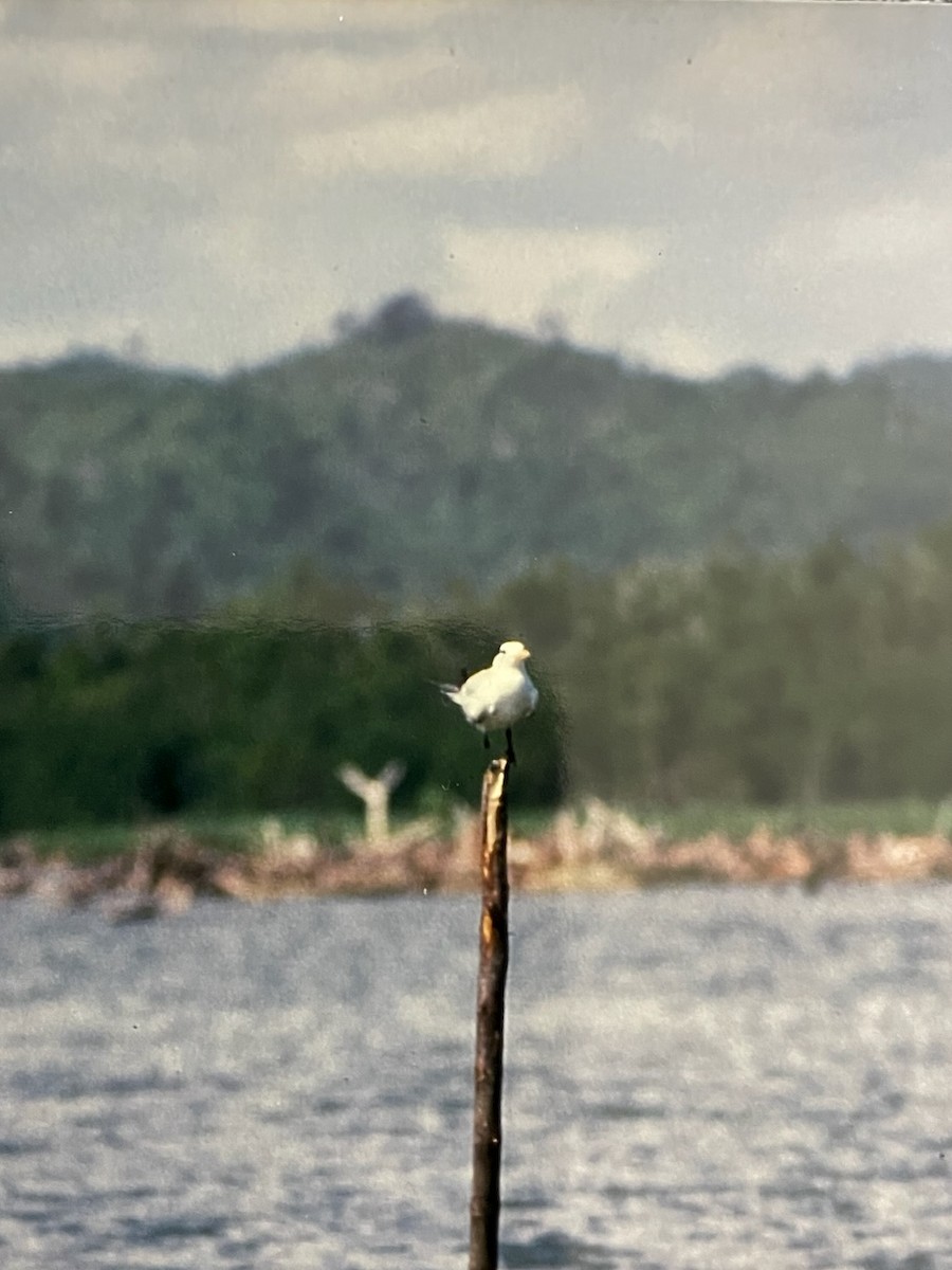 Royal Tern - ML622760432