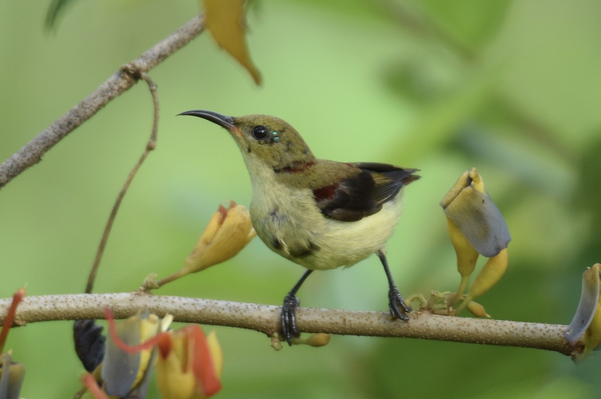 Crimson-backed Sunbird - ML622760433