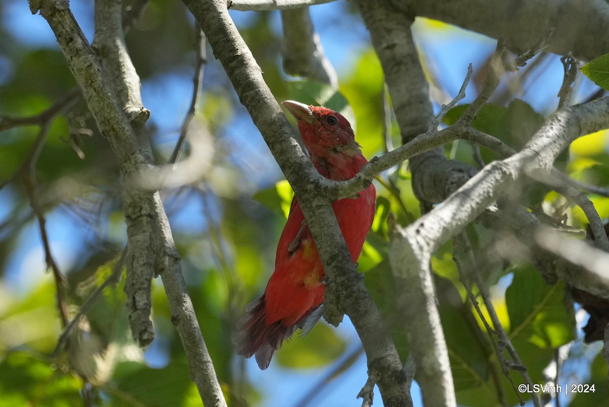 Summer Tanager - Lam-Son Vinh