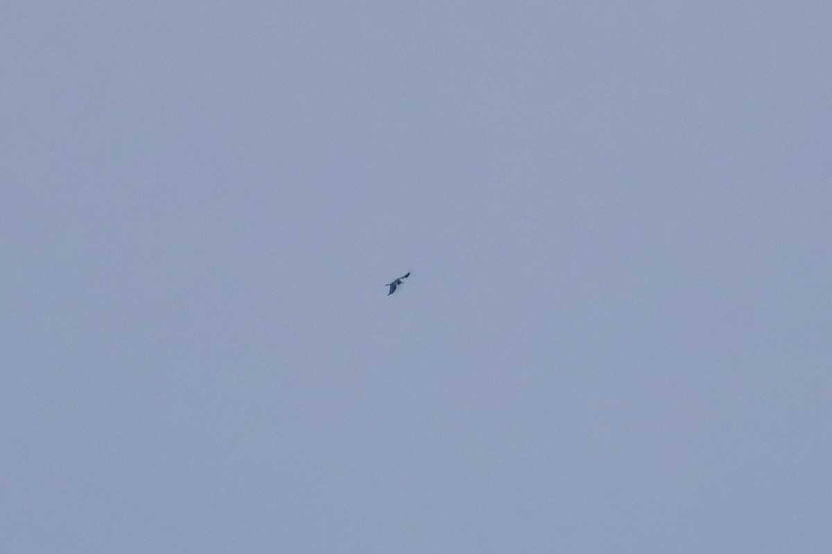 Lesser Frigatebird (Lesser) - ML622760515
