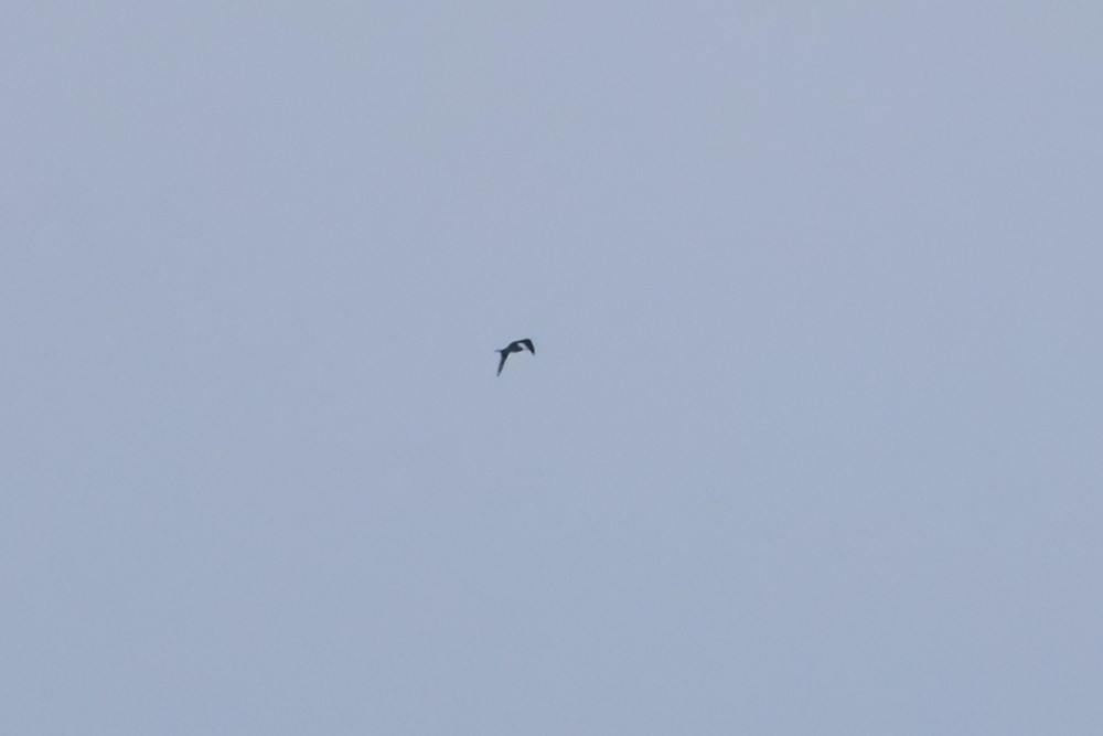 Lesser Frigatebird (Lesser) - ML622760516