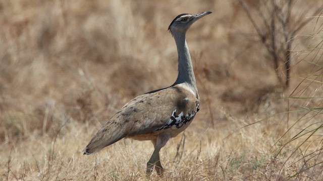 Australian Bustard - ML622760518