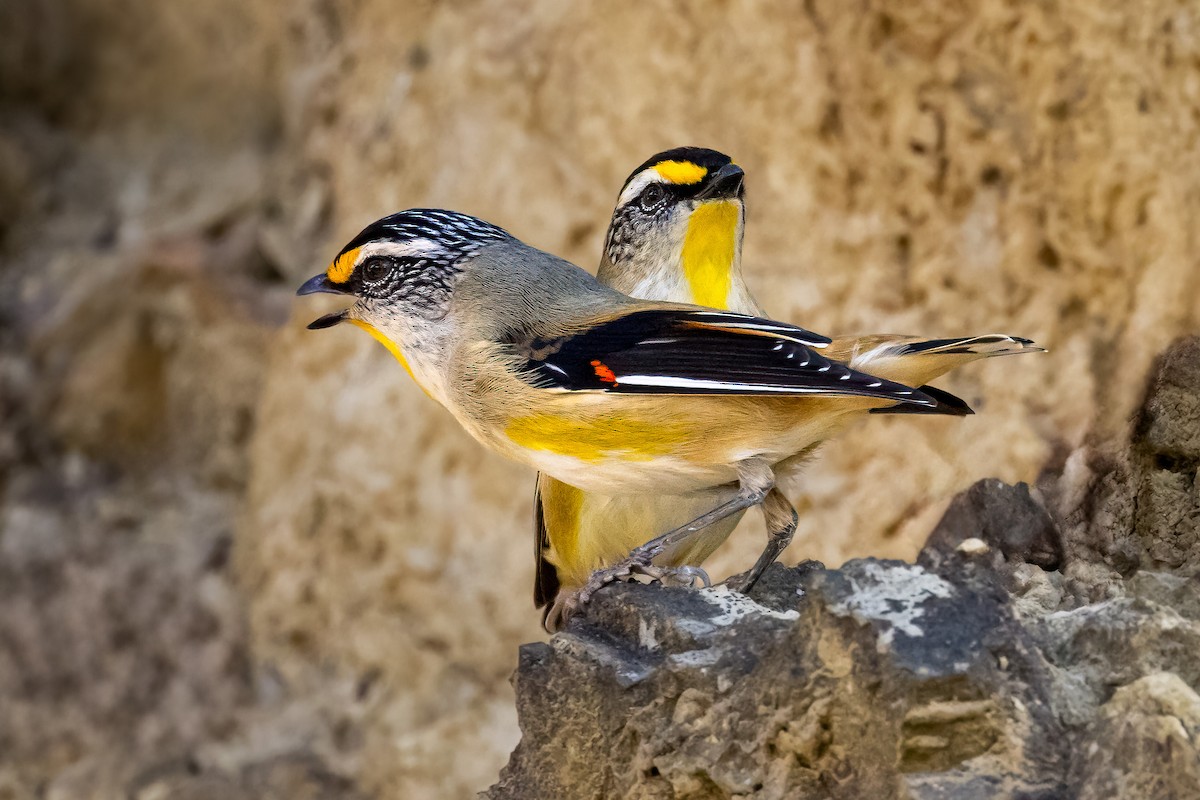 Striated Pardalote - ML622760556