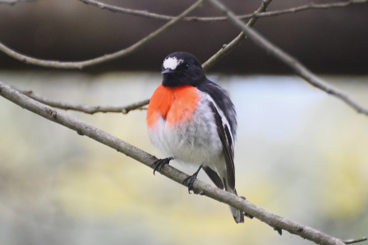 Scarlet Robin - Michael Louey